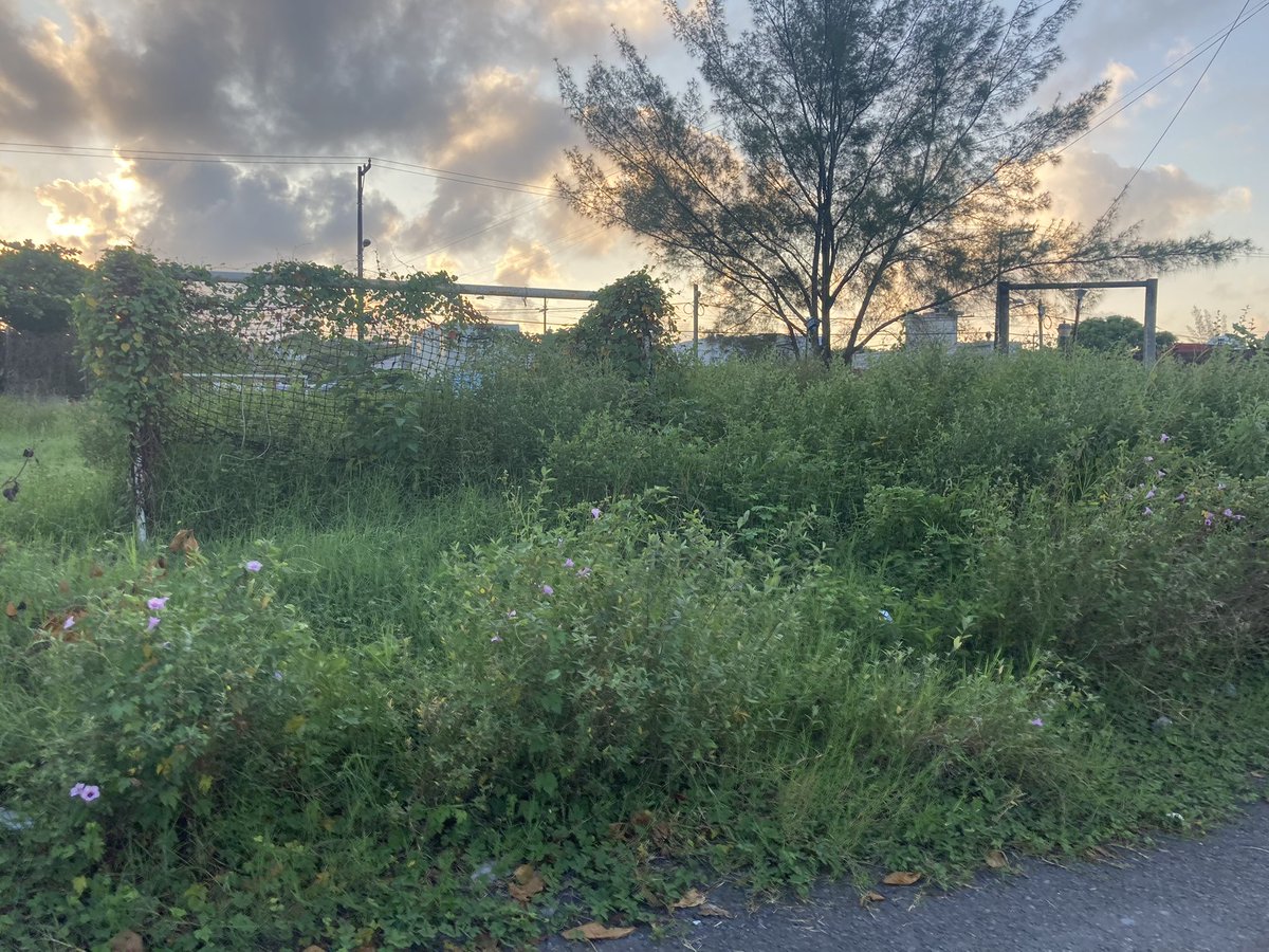 vale_riou's tweet photo. Falta de mantenimiento en áreas verdes, árboles crecidos ya se hizo el reporte y aún no vienen. Calle caoba entre inca y Boulevard del parque colonia geo villas campestre rumbo a tejería cp 91826 @AyuntamientoVer @PatyYunes https://t.co/MfPfbtHaDx