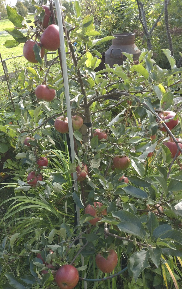 Nu är höstfärgerna här med  kick- off för Katsuran . Gravensteiner är favoriten just nu i äppellunden och Idareddäppelträdet  testar grenarna med tunga äpplen .
