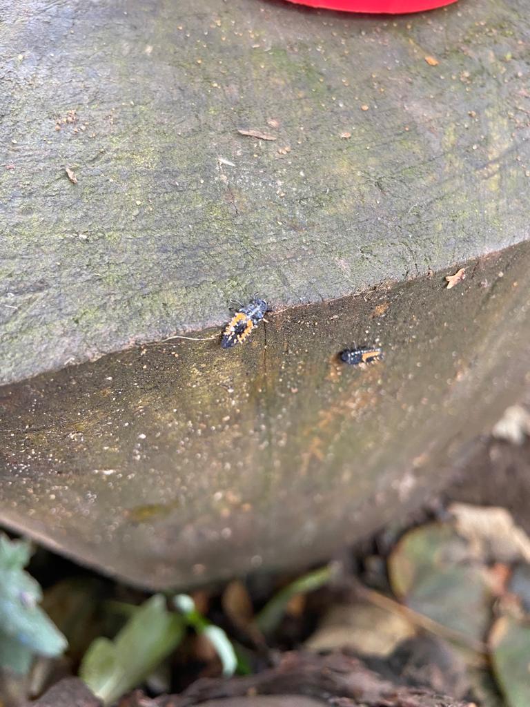 StPetersFarnham's tweet photo. Y4 first session of Foresters Award in our woodland. @ForestSchools @WoodlandTrust @FSAForestSchool @EcoSchools @Artsmarkaward @Eco_schools #foresterssward #learningoutdoors #Science #scienceinschools #curriculum https://t.co/PfmfZPsbeo
