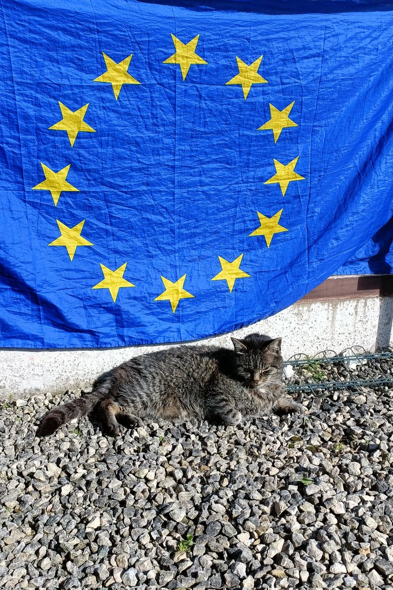 EuroMoveOs's tweet photo. @Steve_Hooker Joe, the #ProEU #Cat with #cattitude sending pawsitive vibes to all furrends on the #MarchForRemain ๐พ๐ฑ๐ช๐บโญ https://t.co/WioNSKFlkD
