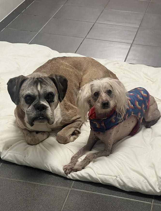 URGENT, please share to help Mylo and Pinocchio find a home together #LIVERPOOL #UK 
Sadly they were found with their owner who had passed away and brought to the shelter by the police.  They need a quiet home. They have some age related health issues and cost for those will be