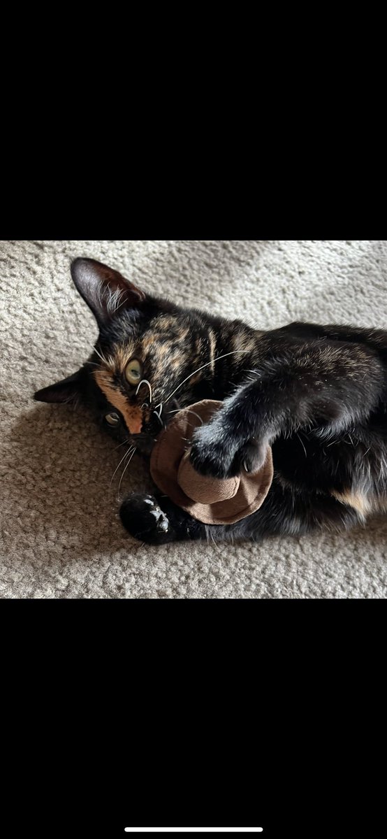 Howdy 🤠 

#caturday #FallEquinox #CatsOfX #Fall2023 🍁 🍂 🍁