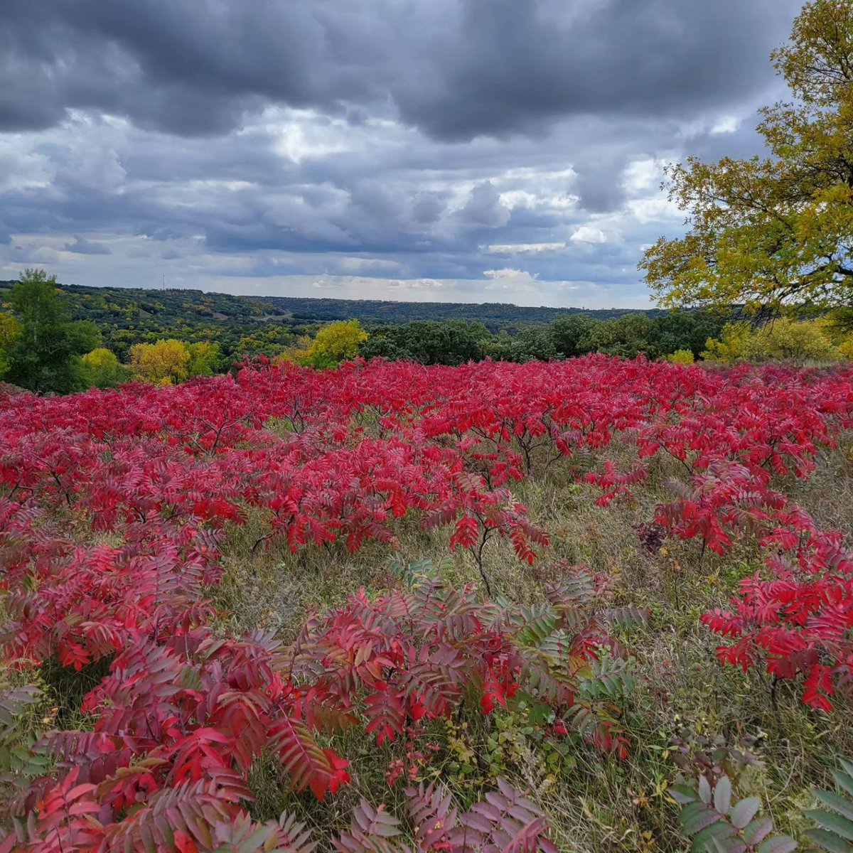 NorthDakota's tweet photo. Fort Ransom State Park is really putting on a show celebrating Autumn Equinox! This beautiful state park is located in the heavily wooded Sheyenne River Valley and filled with relaxing trails to see every bit of the beauty.

📷: @activelyoutofshape https://t.co/DvbV49YpJD