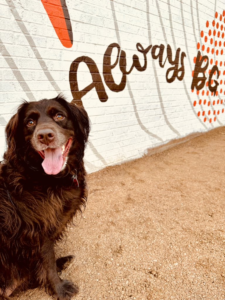 Caitlin Shortridge (@c_shorti11) on Twitter photo Today <a href="/Pres_Rogers/">Rodney K. Rogers</a> said Rosie was a good girl. Clearly, he knows what’s up 🤎 #TheBrownToMyOrange #AlwaysBG Today <a href="/Pres_Rogers/">Rodney K. Rogers</a> said Rosie was a good girl. Clearly, he knows what’s up 🤎 #TheBrownToMyOrange #AlwaysBG