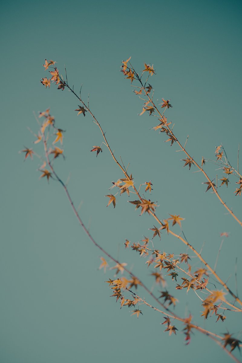 Sinchanphotogr1's tweet image. 