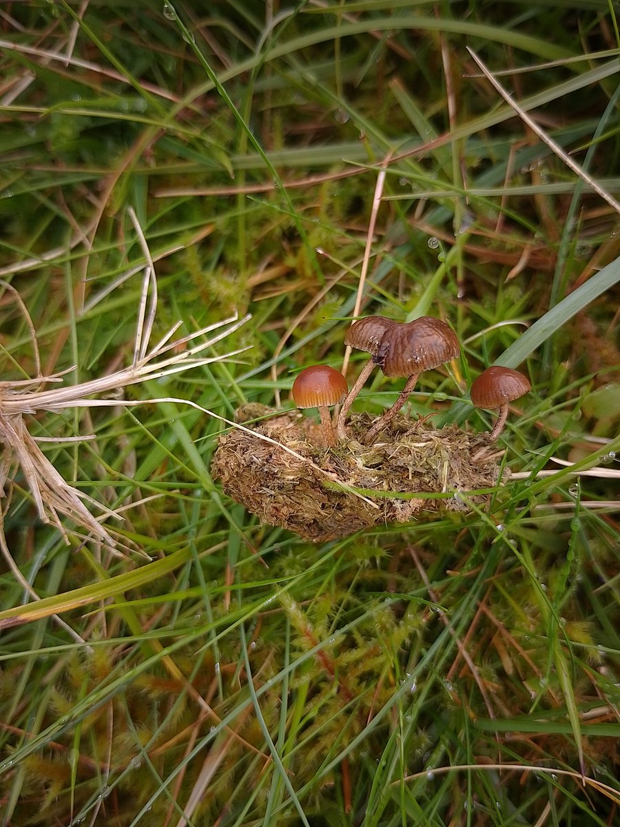 Irish Grassland Fungi (IGF) (@eoin_halpin01) on Twitter photo This species is known as the dung deamon (Deconica coprophila) and, true to it's name, it is found growing gregariously on dung and leaf litter on grasslands and pastures. <a href="/phoebeob1/">Phoebe O'Brien</a> <a href="/GrasslandsIrl/">Irish Semi-natural Grasslands</a> <a href="/StableGrass/">StableGrass Project</a> This species is known as the dung deamon (Deconica coprophila) and, true to it's name, it is found growing gregariously on dung and leaf litter on grasslands and pastures. <a href="/phoebeob1/">Phoebe O'Brien</a> <a href="/GrasslandsIrl/">Irish Semi-natural Grasslands</a> <a href="/StableGrass/">StableGrass Project</a>