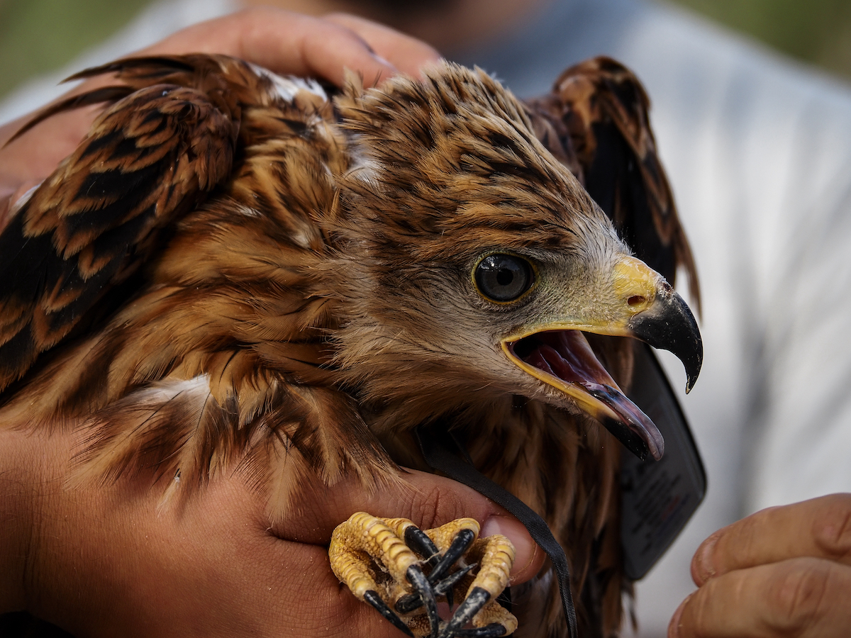 Mossy Earth tweet media