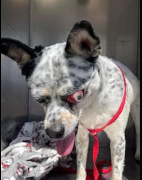 psychicwhisper3's tweet photo. 🆘💔ASHER🏥😱#A359821 #CorpusChristiTX Urgent #MedicalRescue🔥
2 Yrs Blue Tick Australian Cattle Dog Mix
Brought In With Bad Eye Injury😱
Seeking #Pledges For #MedResQ ASAP🏃♀️
Poor Boy He Is Friendly With Staff Even
Though He Must Be In Much Pain😭
Please #Pledge To Help🏥 INFO⬇️ https://t.co/WTjkw6gobO