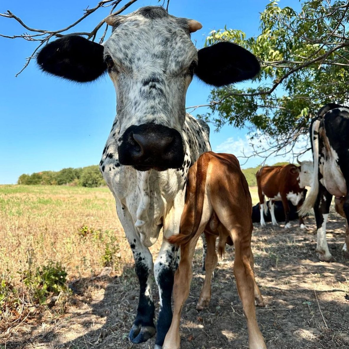 CowoftheDay1's tweet photo. 📅 30th September 2023
🐮 Oreo
🏷️ Instagram/windyhillfarmtx
💕 #animaloftheday https://t.co/hsHqcf37qx