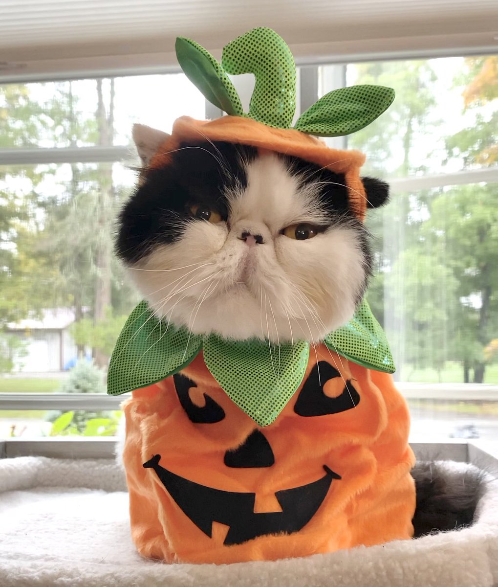 WalterBishopCat's tweet photo. Happy Fall Y’All!  🍂🍁🎃 https://t.co/8gM78LJfcc