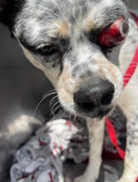 psychicwhisper3's tweet photo. 🆘💔ASHER🏥😱#A359821 #CorpusChristiTX Urgent #MedicalRescue🔥
2 Yrs Blue Tick Australian Cattle Dog Mix
Brought In With Bad Eye Injury😱
Seeking #Pledges For #MedResQ ASAP🏃♀️
Poor Boy He Is Friendly With Staff Even
Though He Must Be In Much Pain😭
Please #Pledge To Help🏥 INFO⬇️ https://t.co/WTjkw6gobO