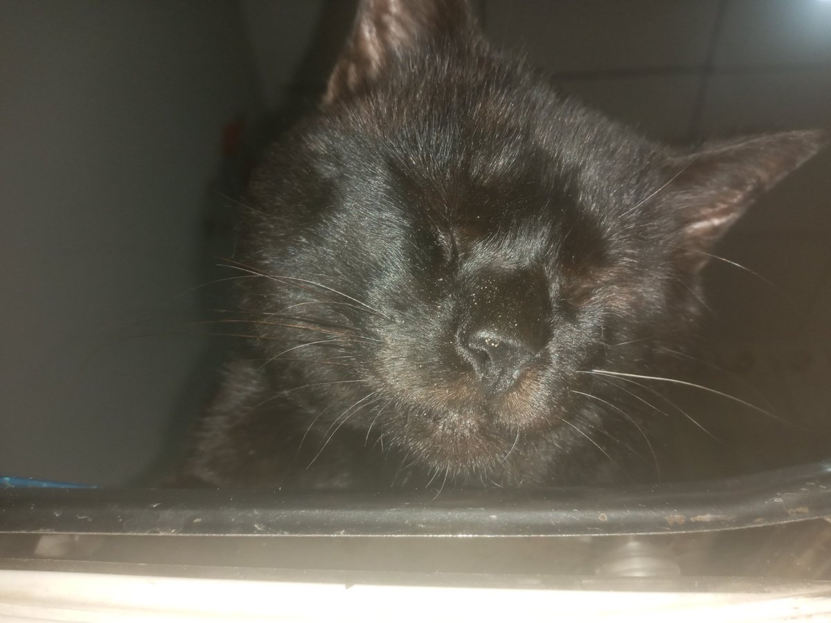 SuranisPolly's tweet photo. 🐱 Just caught I in my  "sitting beauty" moment! 😺 Who needs a comfy bed when you can snooze sitting up? 😴 #CatNap #SleepyKitty #PollyTheCat https://t.co/6SEuNqFQxd