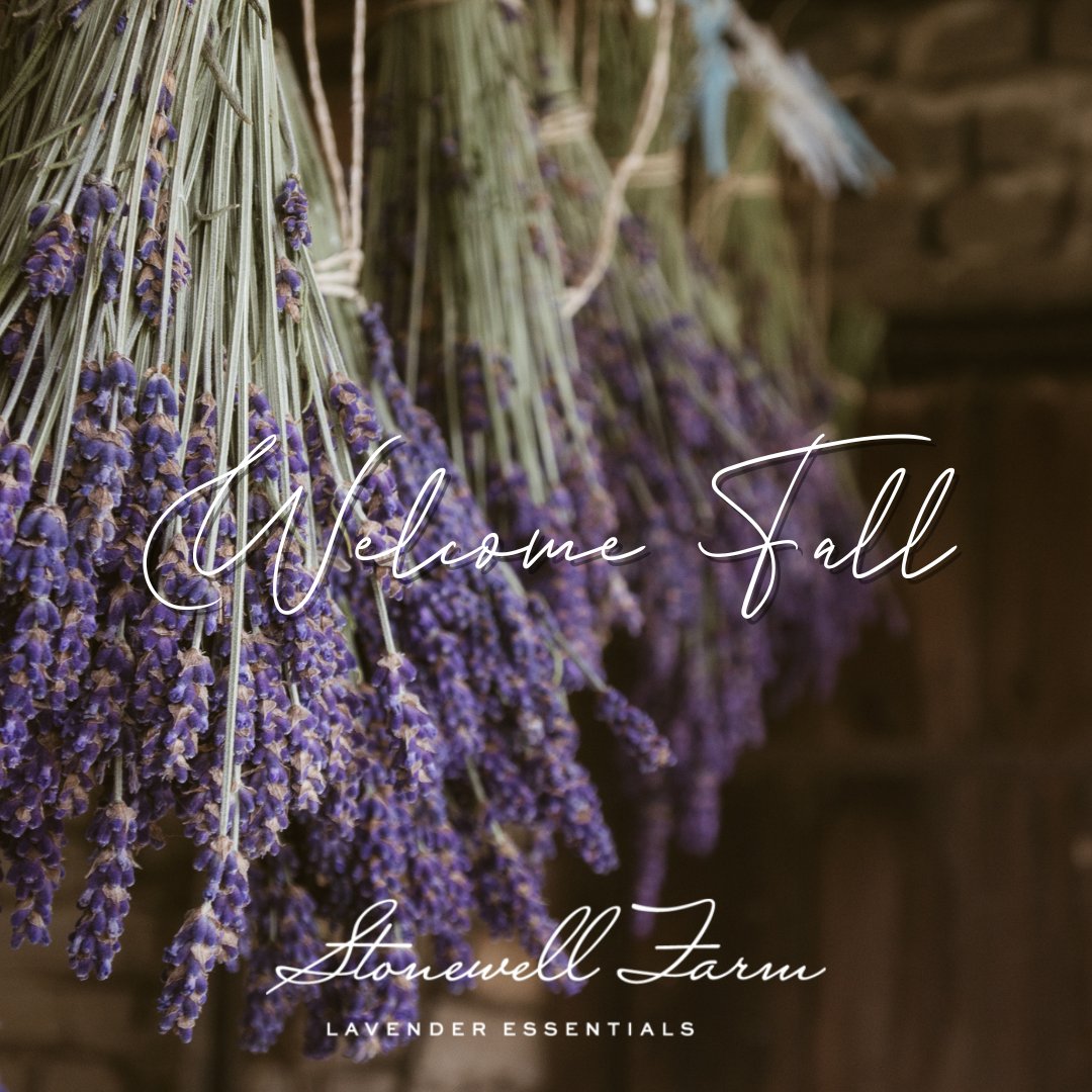 FarmStonewell's tweet photo. Welcome Fall. Our fields may be harvested, but we enjoy our lavender all year.
Lavender’s classic scent notes of clean, calm, fresh and floral make it easy to enjoy all year round. These dried stems will be used to make all our products and in my kitchen. 
They smell fantastic. https://t.co/1IHS6VV4IB