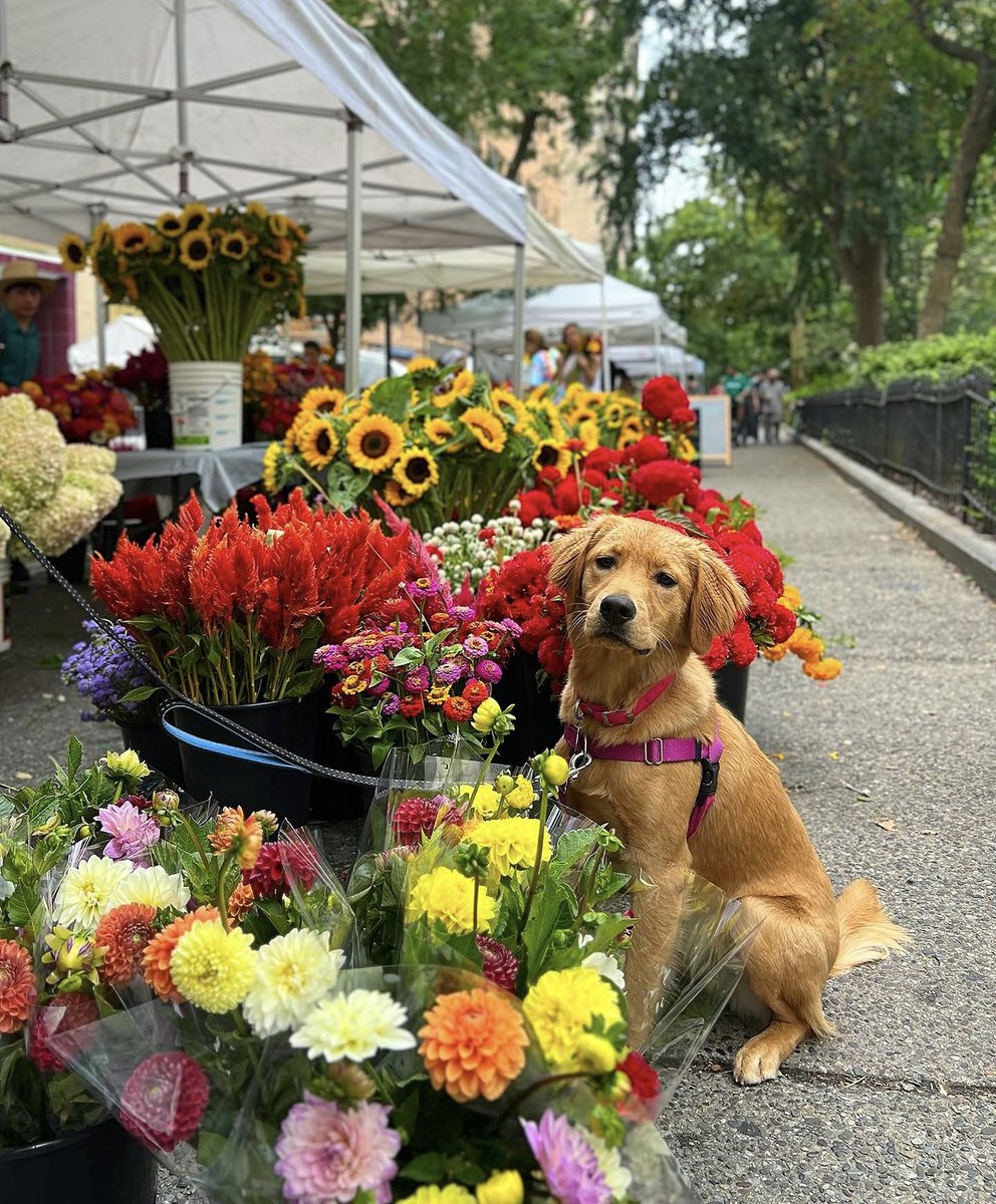 Rain go you down? 

Here's a photo of a puppy with their flowers! 💐 
#VisitPhilly #ExplorePhilly 

📸: phillyfeeling on IG