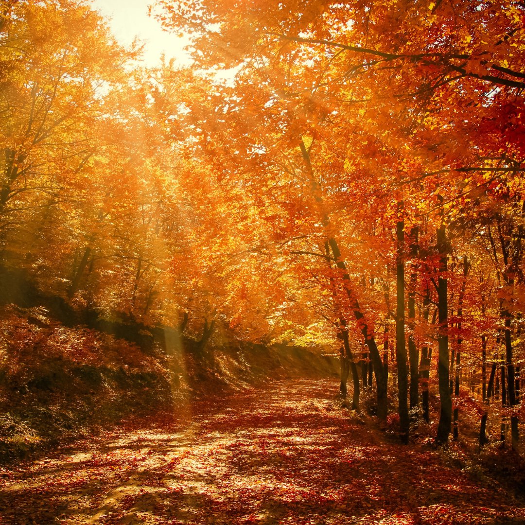 PPRCOttawa's tweet photo. Fall, a season of change and transformation, reminds us that letting go can be the start of something beautiful. 🍂🍁 

#FirstDayOfFall #ChangeAndTransformation https://t.co/pV0m94dzNJ