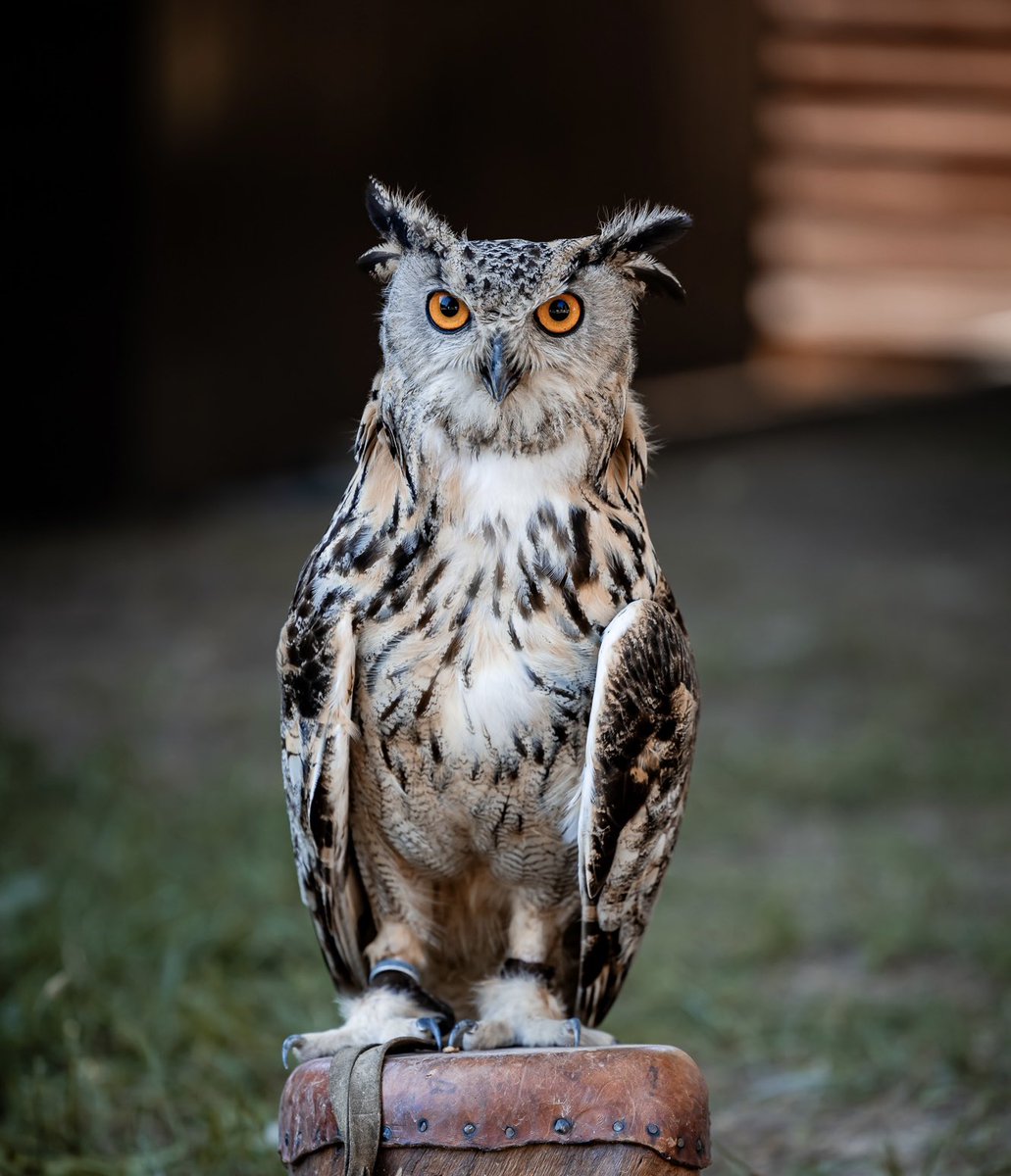 Owl 

#animals #owls #photography #PHOTOS #wildlifephotography #nftart #nftphoto #NFTPhotographer #nftphotography