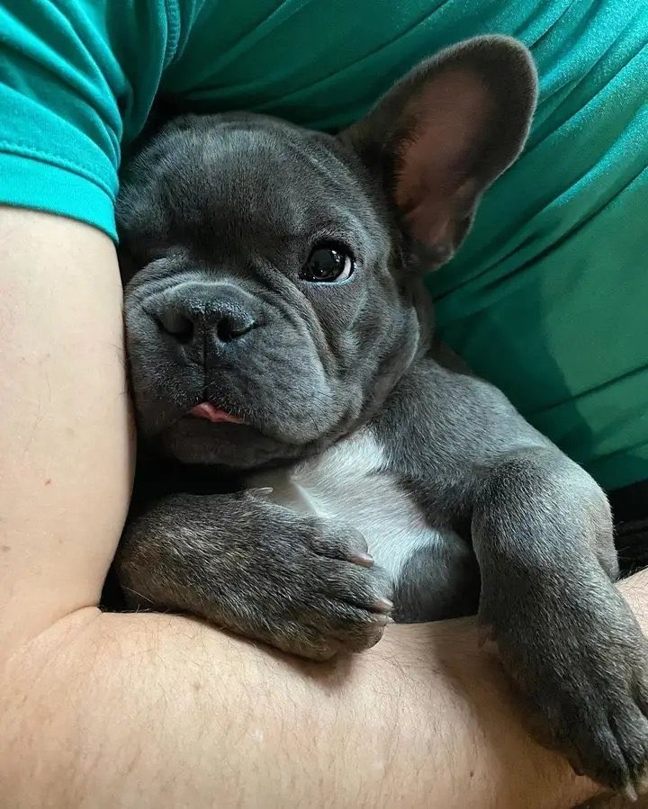 Im in dadd's arm ❤️
#frenchbulldog #frenchielover