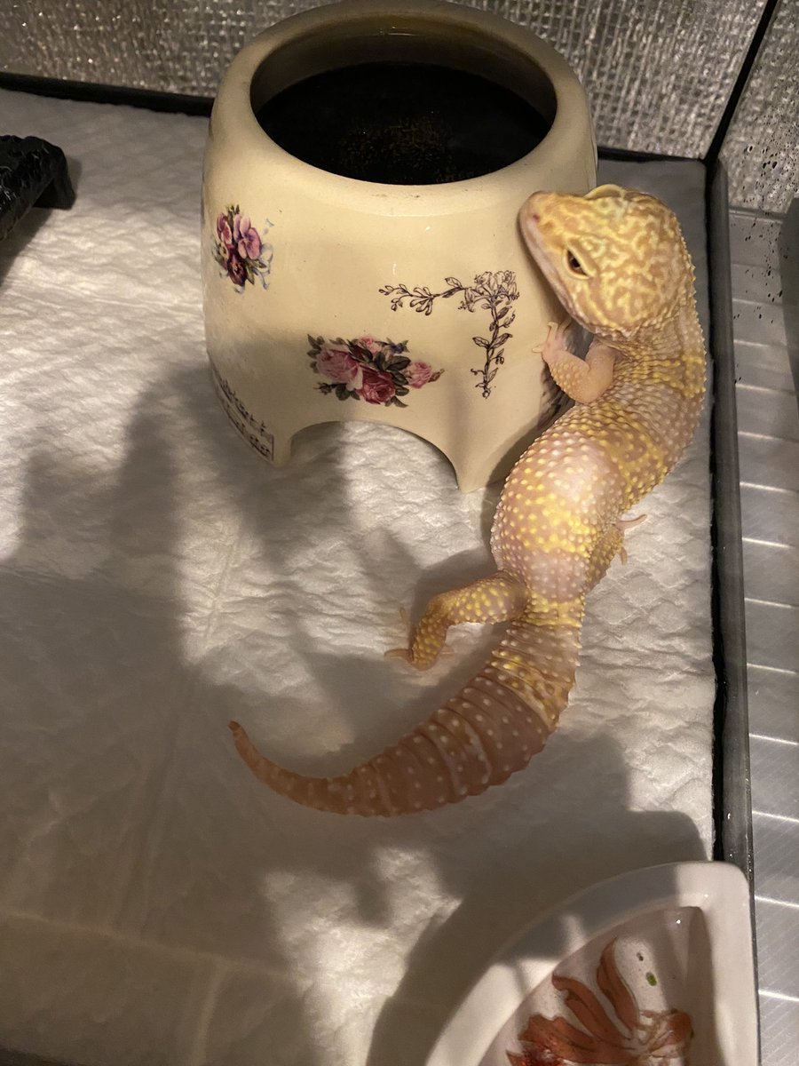 Okukake_2's tweet photo. ナゴレプ戦利品です！
やっとシェルターを新しく出来ます😭お水入れ前回も買ったけど可愛くてつい☺️
今回も素敵なお店の方々ありがとうございます！
ツリーにショップさんのお名前あります。 https://t.co/q5Vmw4m71U