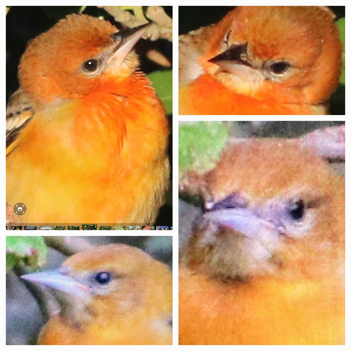 Proof if proof were still needed 🤣🤣🤣 <a href="/BirdGuides/">BirdGuides</a> <a href="/RareBirdAlertUK/">RareBirdAlertUK</a>  that there were indeed two Baltimore Orioles on Inishbofin. Big thank you to  @1squidge <a href="/BMcCloskey_98/">BMcCloskey</a> for coming up with the proof, twice in one day!