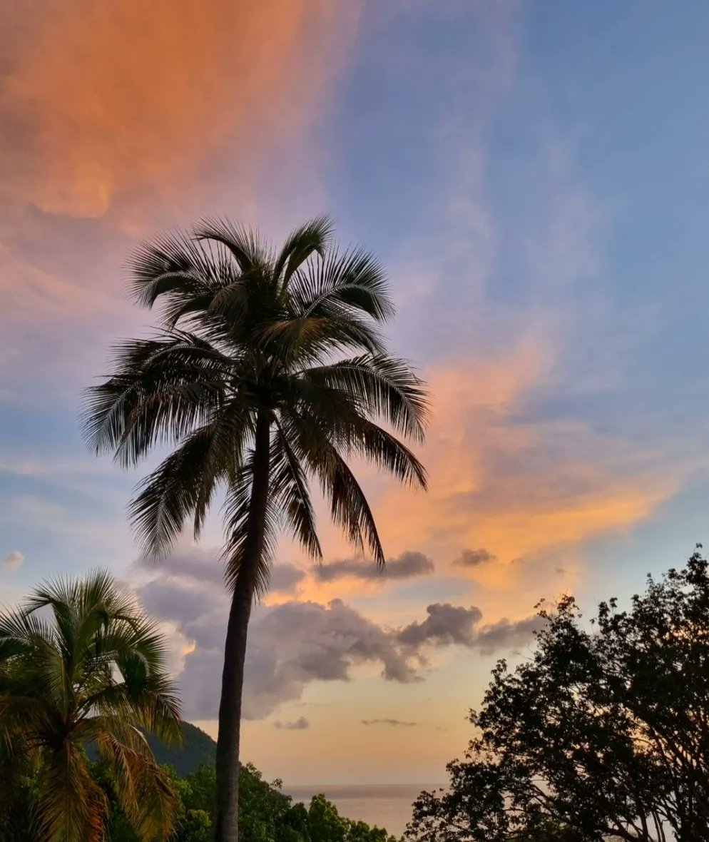 Sunset paints the sky behind silhouetted trees. 

#sunset #sky #clouds #sunsets #beach #photography #sunsetpics