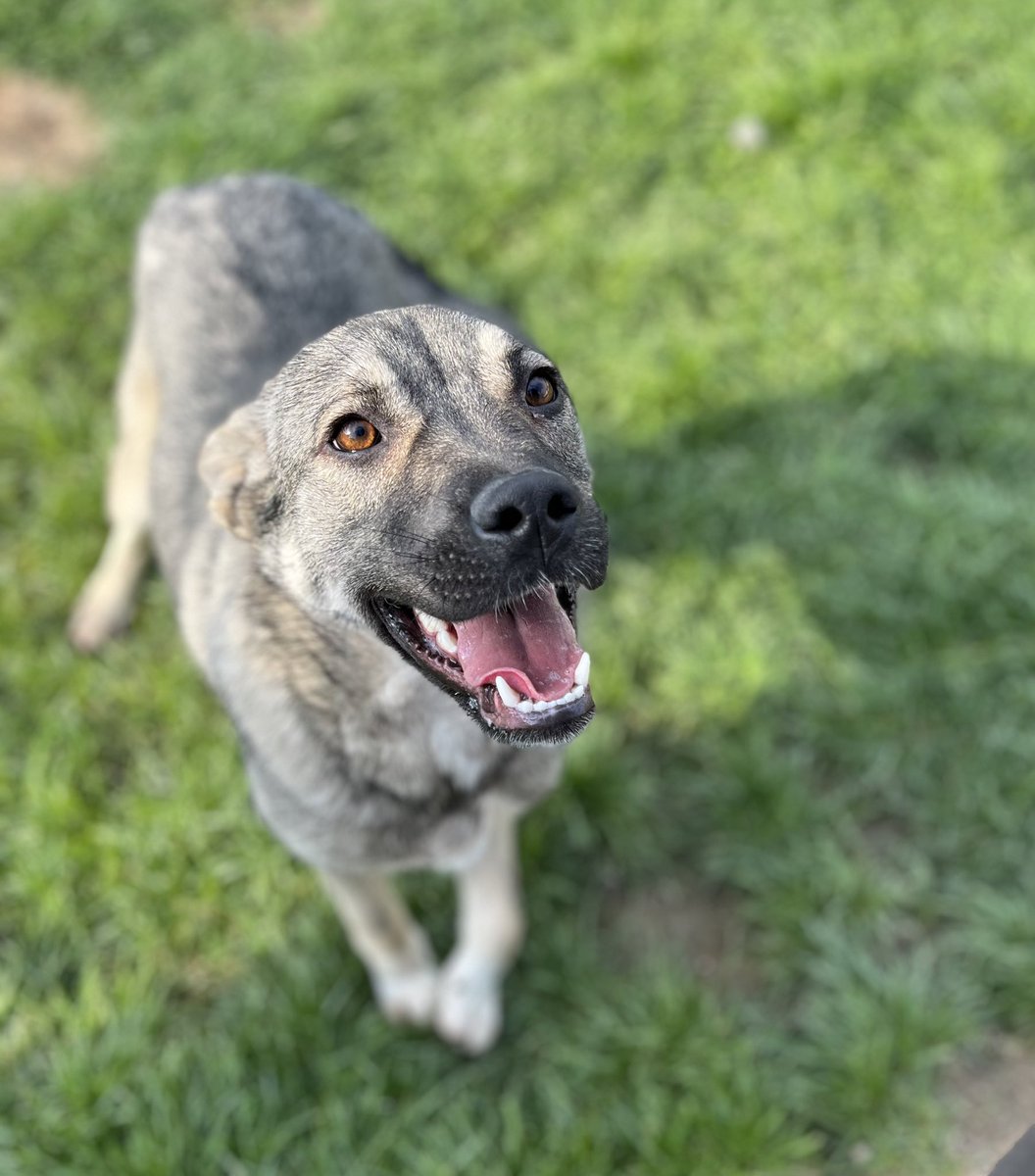 DogKlara's tweet photo. She has been through hell yet she smiles and shines like the sun! ❤️ Lilly 18 months is looking for a family! Message me for more info on Lilly! 🐕 #adoptlilly #rescuedog https://t.co/jN4QbhcbmH