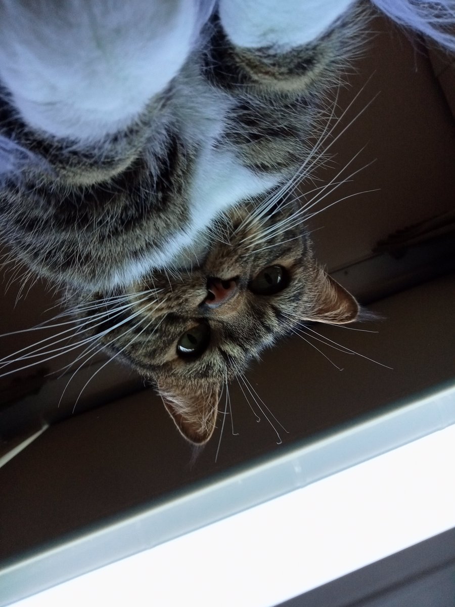 Best cat in the WORLD!😻 You just can't argue with that😁 #ApeTraitOfTheDay