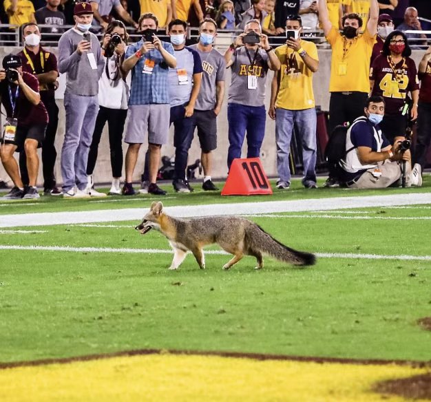 DieHardDevilASU's tweet photo. 5-TD spread my tail 😈🦊#ASUvsUSC @ASUFootball https://t.co/EirbdTOrYN