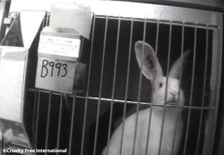 CrueltyFreeIntl's tweet image. Over 8,000 procedures were carried out on rabbits in the UK last year. 94 caused the highest possible level of suffering. This has to stop. Today, on #InternationalRabbitDay, you can help: bit.ly/3ZCnsad