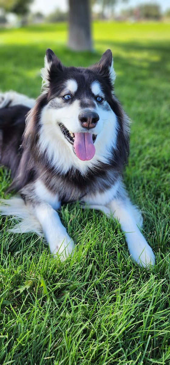 CuteYetClumsy22's tweet photo. My heart #huskiesoftwitter #husky https://t.co/pVquuQgdTW