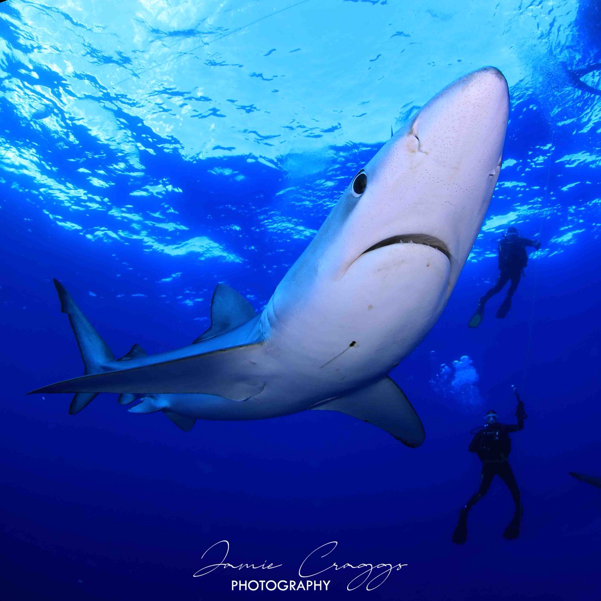 Dr Jamie Craggs (@aquariumcurator) on Twitter photo Growing up, the iconic <a href="/NatGeo/">National Geographic</a> images of Valerie Taylor in her chain mail suit with Blue Sharks was a major inspiration for me, so diving with these beautiful sharks today was special for me.
<a href="/CanonEMEApro/">Canon EMEA Pro</a> Canon 5D MKIII, Canon Fisheye zoom EF8-15mm 1:4, f / 6.3, 1/400, ISO800 Growing up, the iconic <a href="/NatGeo/">National Geographic</a> images of Valerie Taylor in her chain mail suit with Blue Sharks was a major inspiration for me, so diving with these beautiful sharks today was special for me.
<a href="/CanonEMEApro/">Canon EMEA Pro</a> Canon 5D MKIII, Canon Fisheye zoom EF8-15mm 1:4, f / 6.3, 1/400, ISO800