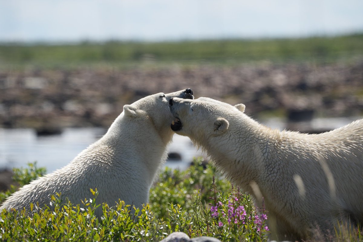 MichaelGerhart5's tweet photo. Weekend is play time #animallovers #nature #naturephotography #wildlife #wildlifephotography #wildlifelovers #churchillwildsafaris #cangeoyourshot #cangeoshare #natgeoyourshot #bbcwildlifepotd #bbcwildlife #polarbears #bearlover #bearsofinstagram https://t.co/ojj7Bv9R6L