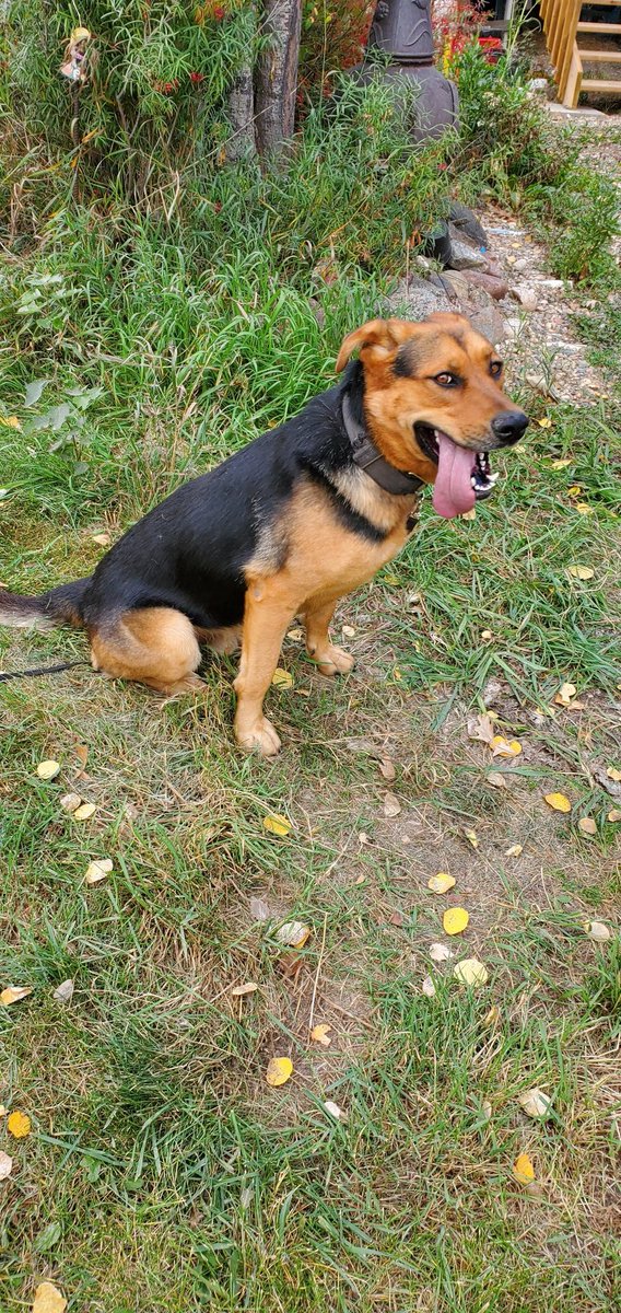 So. Because I'm not smart, I'm posting this on my proof of stupidity account.

Because I don't already have enough to do at this time of year (lol), I rescued 2 dogs yesterday.

They were room mates at the SPCA.

Challenging, but ok so far.