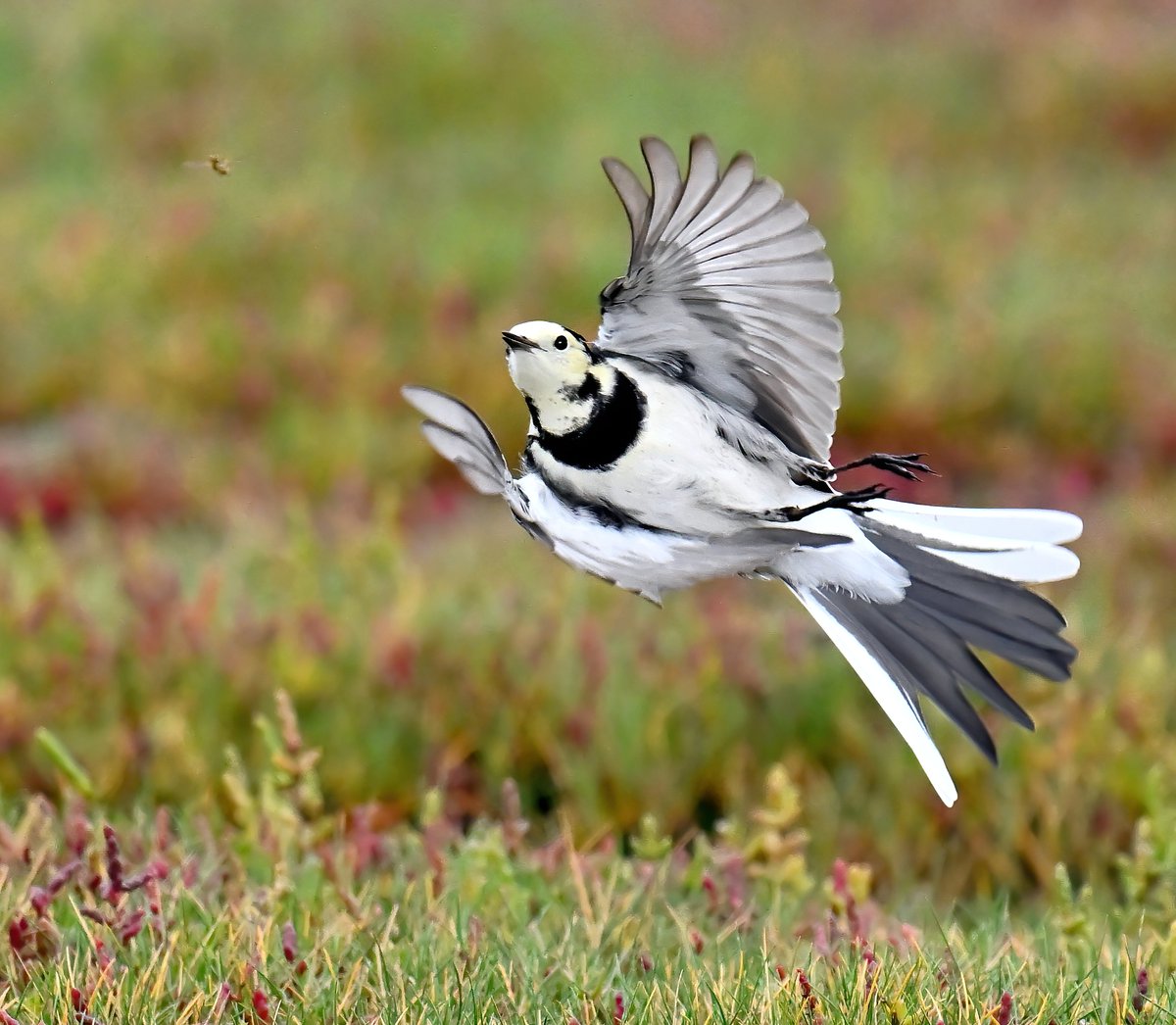 Pied Wagtail after a fly! 😀
 Taken this afternoon at the Huntspill seawall in Somerset. 🐦