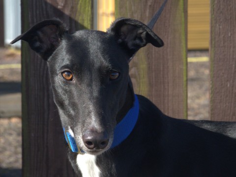 AdoptionsUk's tweet image. Please retweet to help Johnny find a home #FIFE #EDINBURGH #SCOTLAND #UK 
Lovely Johnny is 3, he's been in the shelter 180 days!  🐶
DETAILS or APPLY👇
greyhoundrescuefife.com #greyhounds #dogs #animals #pets #adoptdontshop #rescuedog #Dundee #Glasgow #Roslin #Stirling #Perth