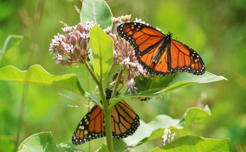 Would you really go to bat to protect the threatened Broad Beech Fern?

It's less compelling than the Monarch Butterfly, right? 😅 

Every #SpeciesAtRisk needs attention, yet non-charismatic species are more likely to be overlooked or underappreciated: bit.ly/44WJiWN