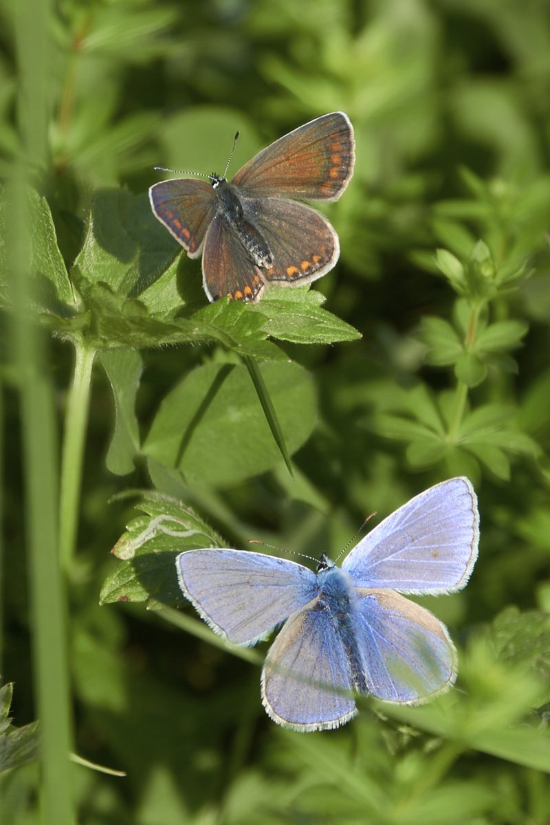 A tiny common blue female and male butterfly paused their twirling dance for a moment. Near Greifensee, Zurich canton. Manual focus stacking from 2 pics