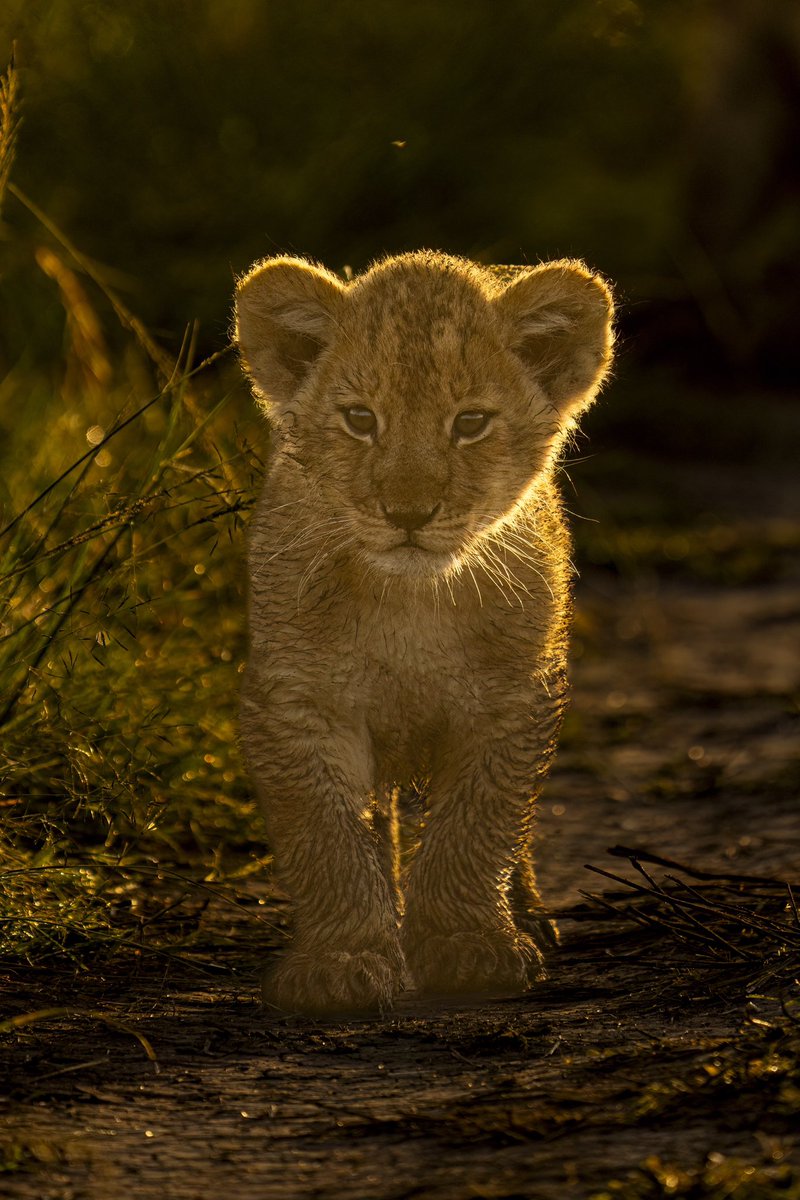 Threaded in Gold!! 
Cubs in Golden Blacklight is always an opportunity. Prince Charming was a poser!! Watching him through my third eye, all I was trying was to understand the changing emotions in his eyes… Or maybe I was more trying to humanize his expression... 
#maratrails