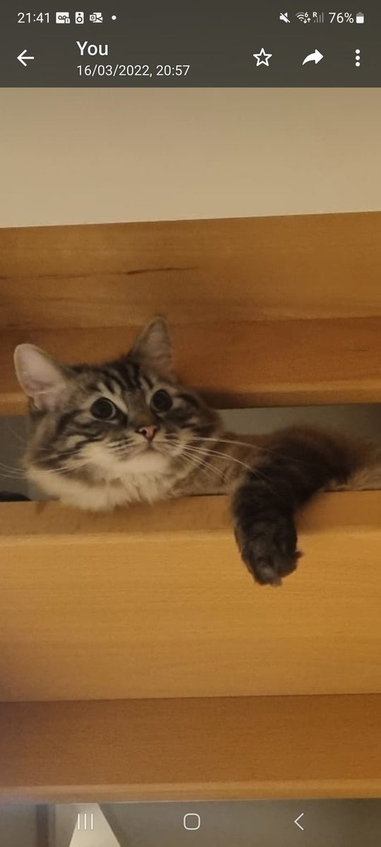 FloraKnits's tweet photo. @charliersmith1 Cool cat for you 😻 https://t.co/NsbzTaR2wU