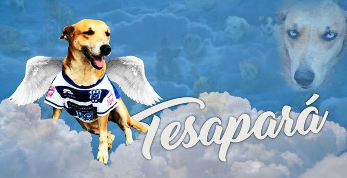 Ale Silva tweet media