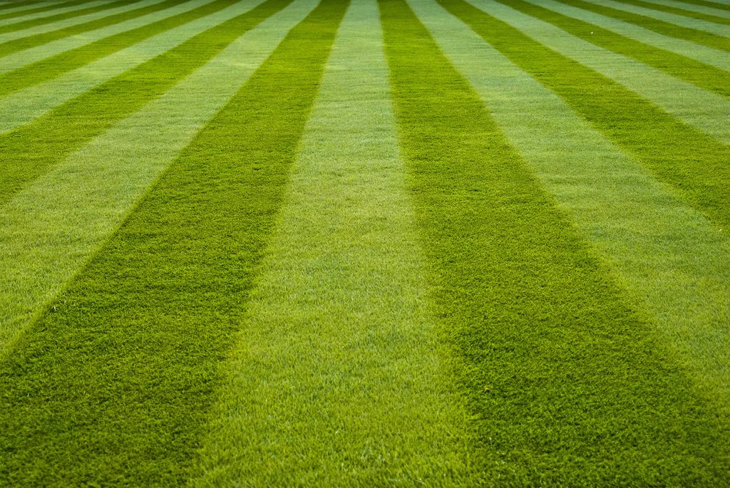 There are 40 million acres of Lawns in the U.S 
Four times more lawn than corn
Most of these lawns are mowed - a barren lifeless place for nature 
Imagine if even some of these Lawns were allowed to grow wild and the birds Bees and insects could be saved
washingtonpost.com/news/wonk/wp/2…