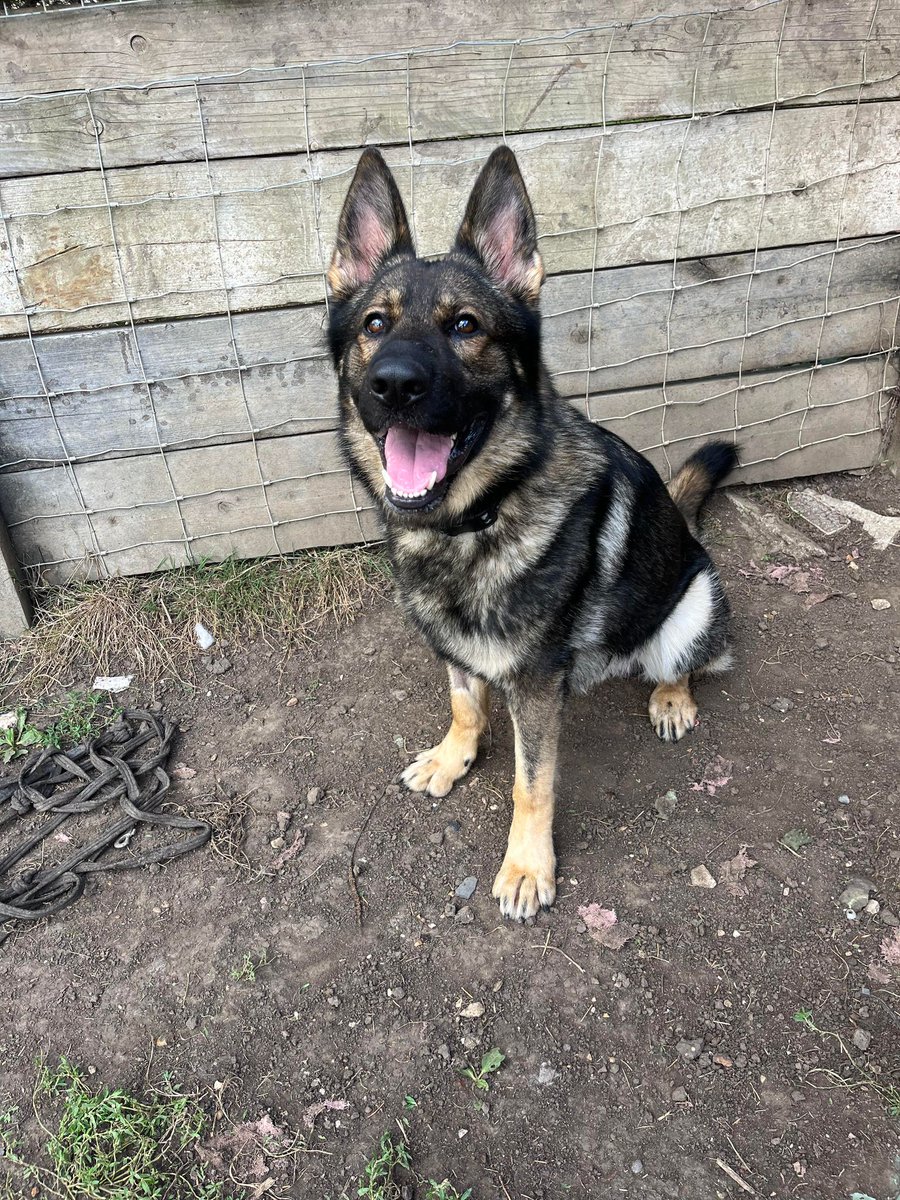 gsrescueelite's tweet photo. This handsome lad is Buddy and he is 20mths old, Buddy is a bright boy who walks beautifully on a lead but he does over bond with one person so child and pet free home needed 
#dogs #GermanShepherd #Essex 
https://t.co/pRaj4709PK https://t.co/0Y1uzLuW0f
