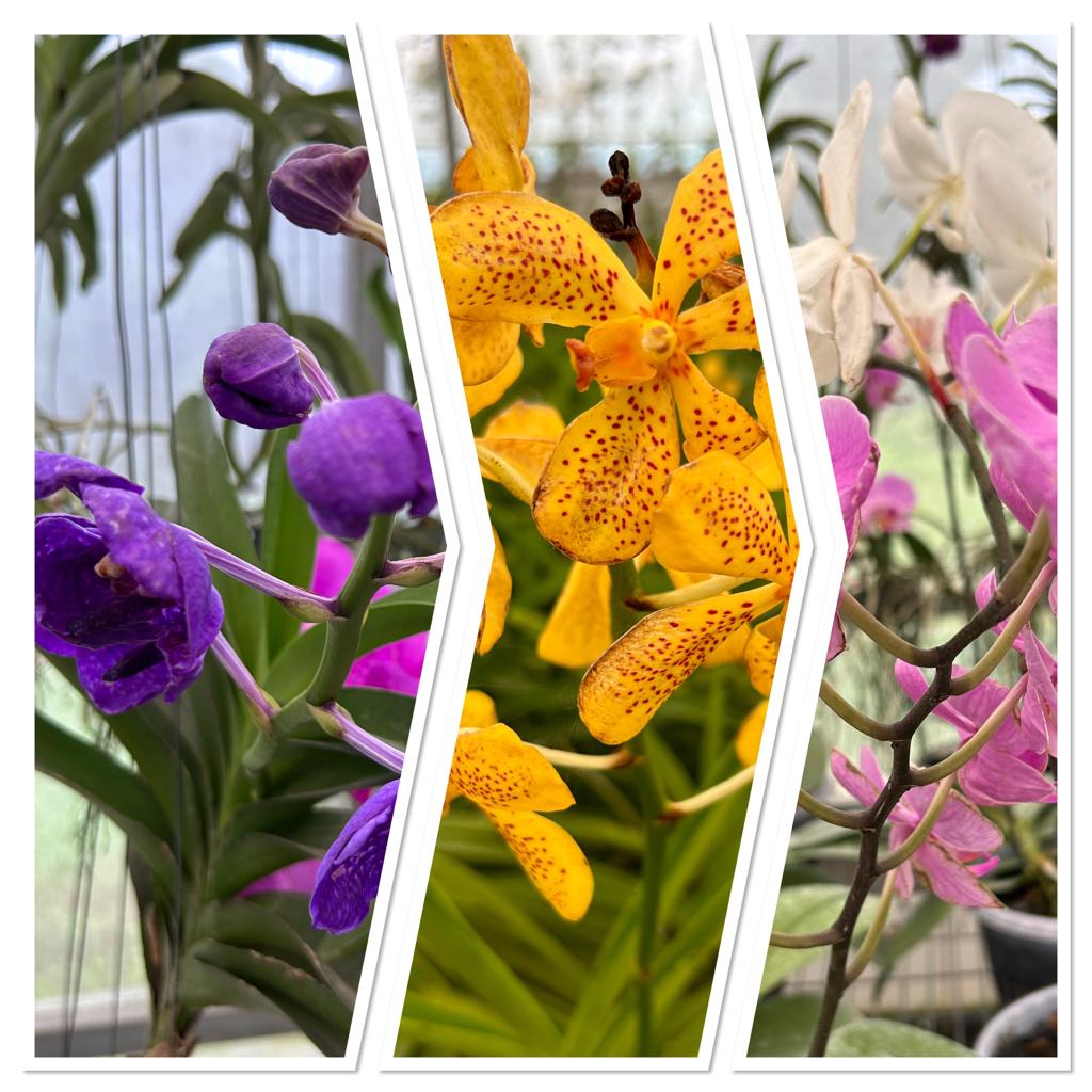 ForestTripura's tweet photo. Several varieties of orchids blooming at the Orchidarium at Forest Research Complex, Gandhigram, Agartala.
@moefcc @mygovindia @mygovtripura @JKSinhaIAS @ica_tripura @PMOIndia https://t.co/kLrN2eATt3