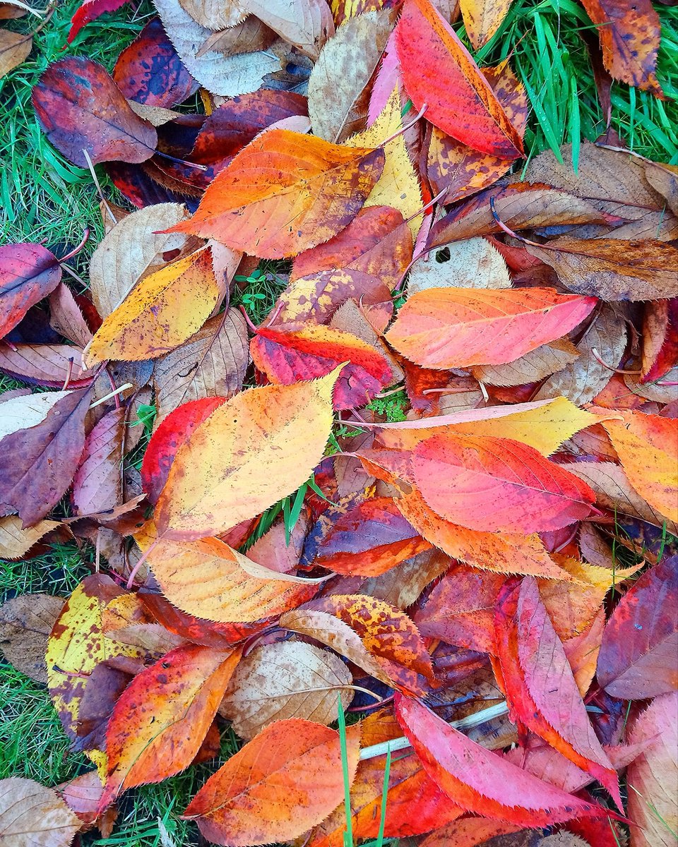 stuffbyvic's tweet image. "No Spring nor Summer beauty hath such grace as I have seen in one Autumnal face"  John Donne
🍂🍁🍂 #AutumnEquinox #Autumn 
#JohnDonnePoetry #FavouriteSeason