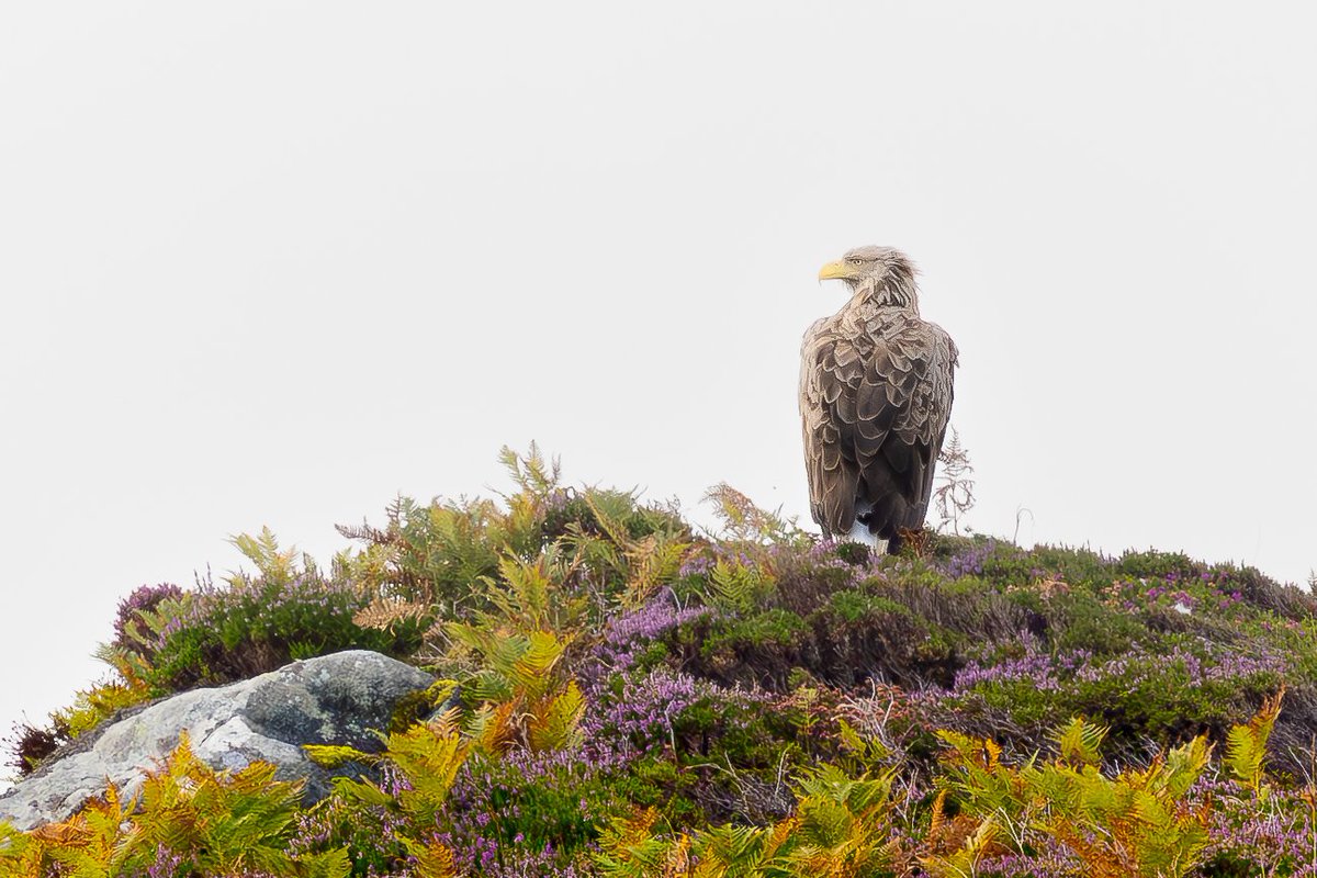 phil_everett's tweet photo. White Tailed Sea Eagle spotted whislt on board KLB Divers in Kinlochbervie, Scotland. The bird was a good distance away and this image has needed to be cropped heavily but given I was on a moving boat I am pretty pleased with this. @RSPBScotland
#whitetailedseaeagle #birding https://t.co/9dgCyM14GA