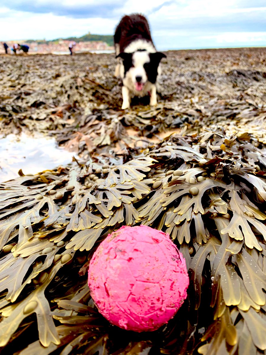 Bottoms Up!! Anyone for seaweed 🤪