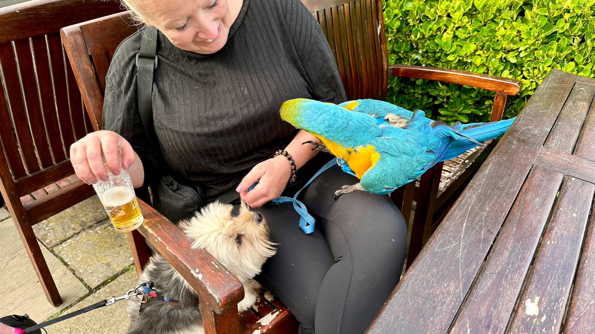 Teddy has a new friend … #Macaw #trearddurbay #Anglesey