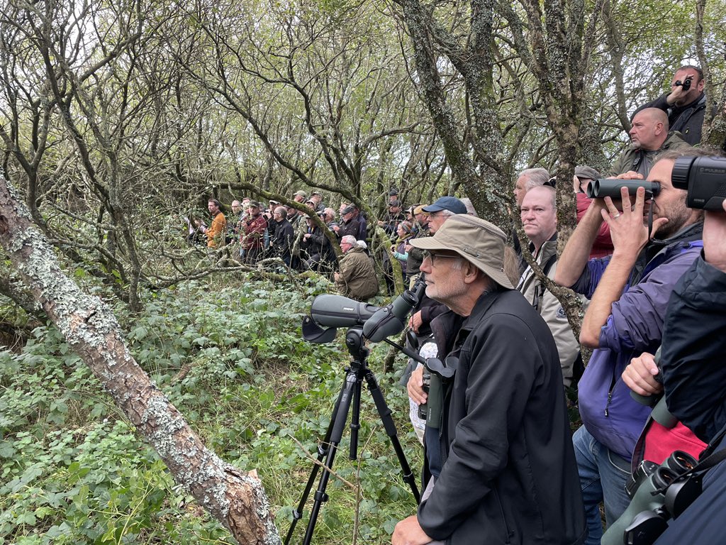 JLowenWildlife's tweet photo. The last time I had three uk bird ticks in a day was april 1993 with @ja_tobias: penduline tit, purple heron & great egret in n norfolk. today they were cosmic American woodwarblers: a 1st, 2nd and 3rd for the UK. And Joe was here too! #magnolia #baybreasted #Canada https://t.co/KkivuBhBc2