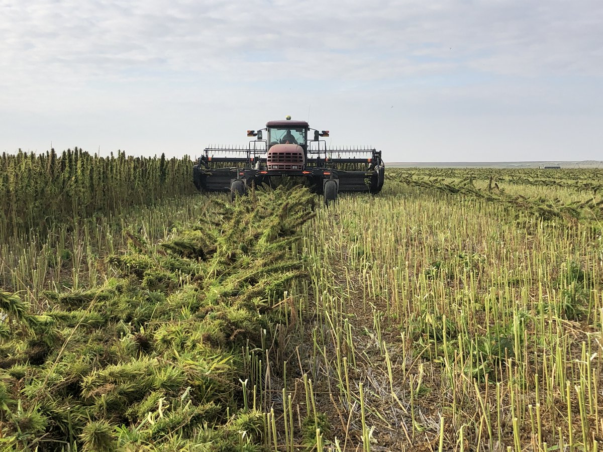 Swathing Rak hemp this morning. It’s a new variety from ⁦<a href="/VerveSeeds/">Verve Seeds</a>⁩. Looks similar to Picolo and Katani but much larger seeds.