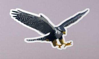 MascotDesigns1's tweet photo. thanks to the Canadian FALCON fan who bought stickers!

#BuyIntoArt #Falcons #GoFalcons #BGSU #UWRF #USAF #FairmontState #FitchburgState #CUW #ConcordiaWI #UTPB #Messiah #Bentley #Pfeiffer #Felician #SeattlePacific #NDC #FloridaCollege #CedarCrest #Montevallo #NotreDameCollege https://t.co/0itu7LYHqE