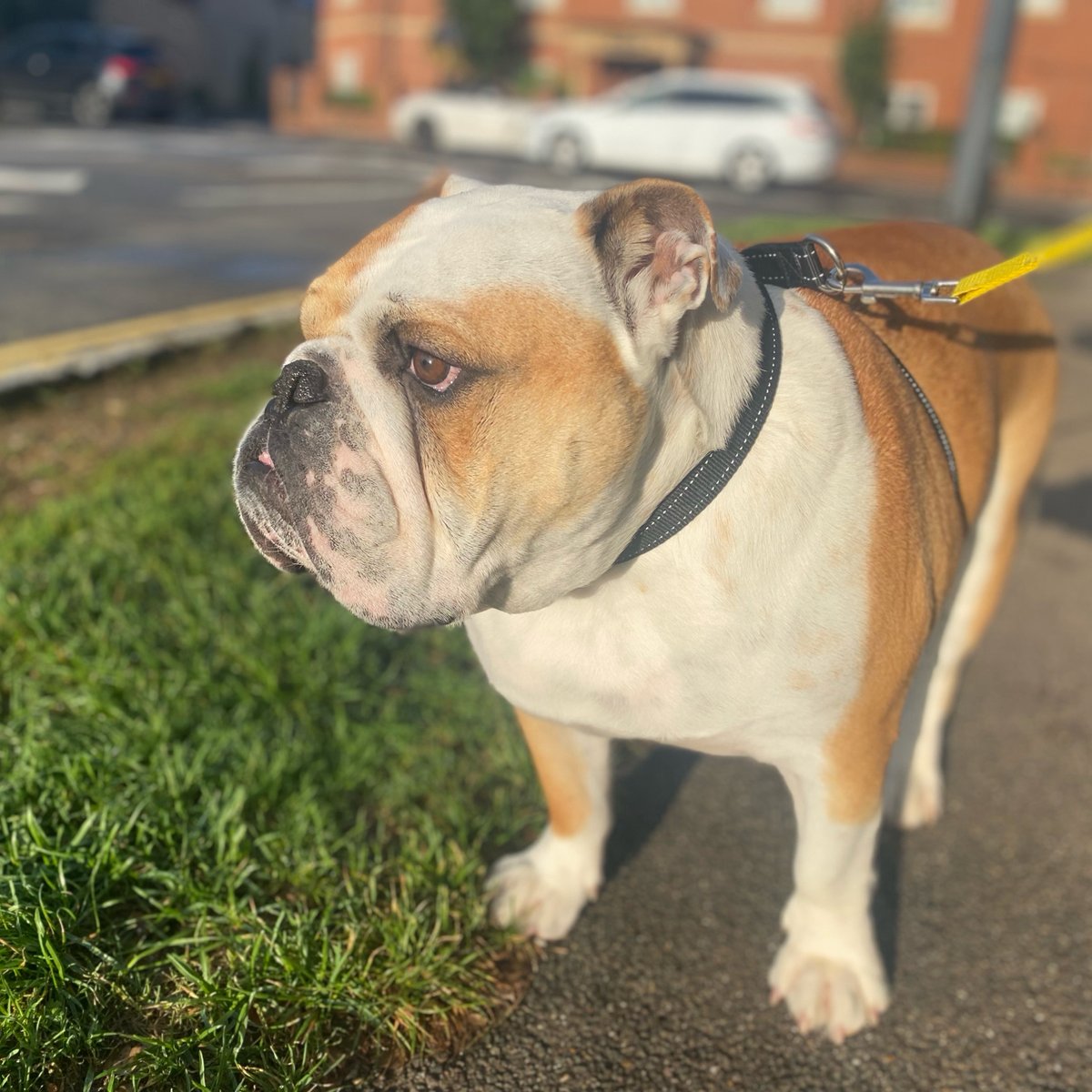 Happy #Saturday everyone! Looks like it’s going to be a nice fine day ☀️ have a great #Weekend 📷#BarneyTheBulldog #DogsOfTwitter #DogsOfX #DogsOfIG #DogsOfFacebook #Bulldog #EnglishBulldog
📷 @barney_bulldog